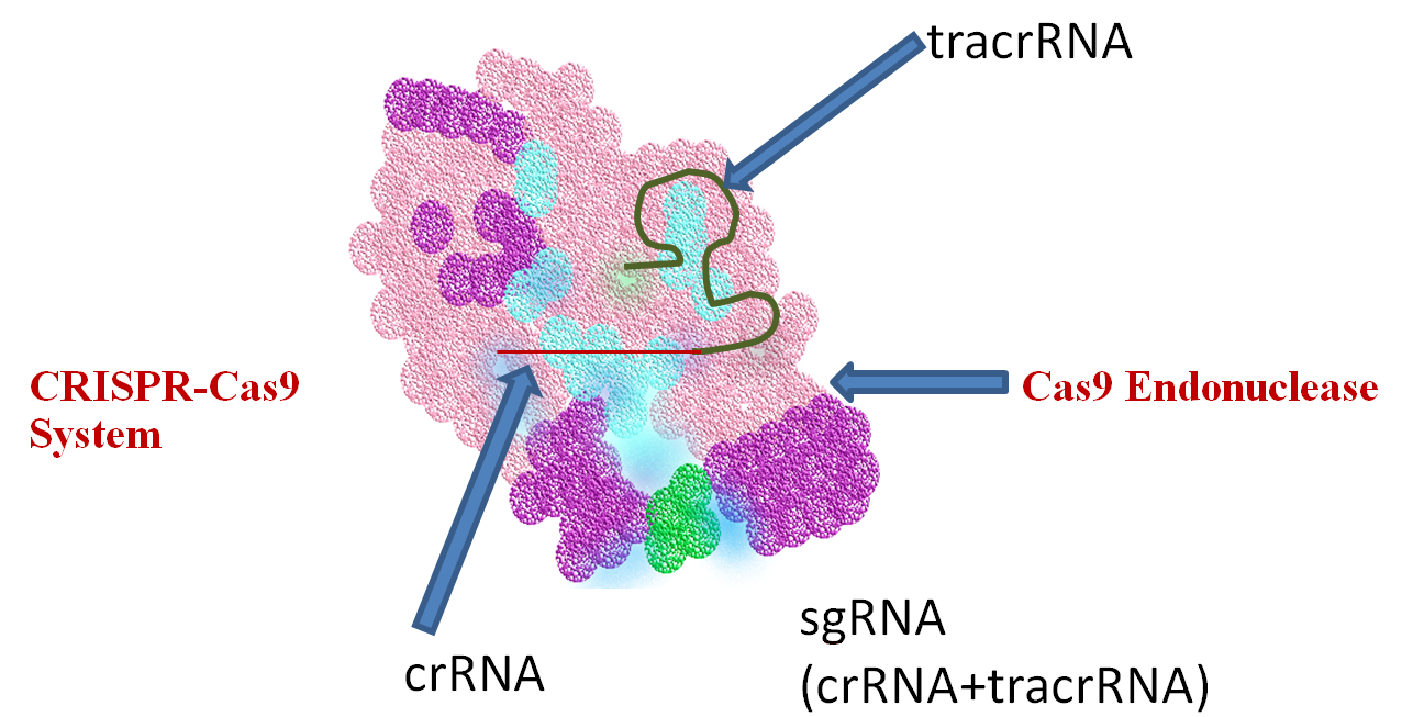 CRISPR-Cas9 System Figure 1