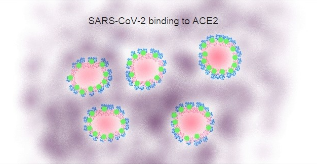 Figure 3A Selective binding of SARS-CoV-2 to Host Cells