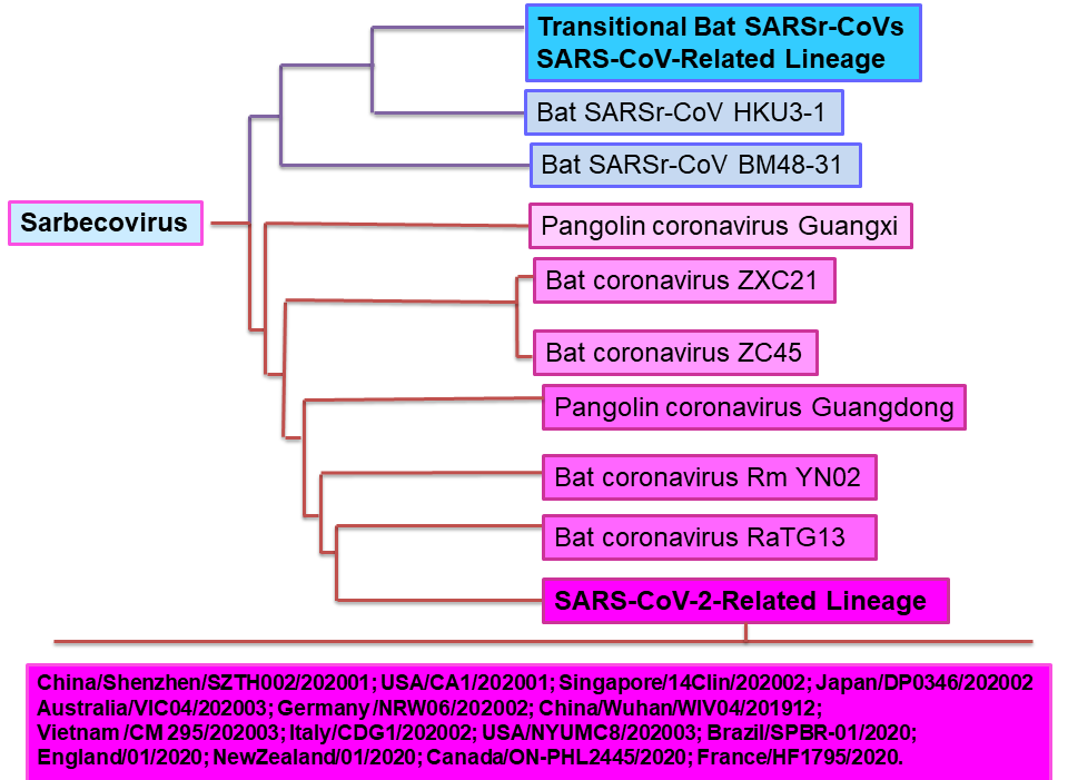 Figure 2A Partial Sarbecovirus Phylogenetic Tree with location of SARS-CoV-2-Related Lineage