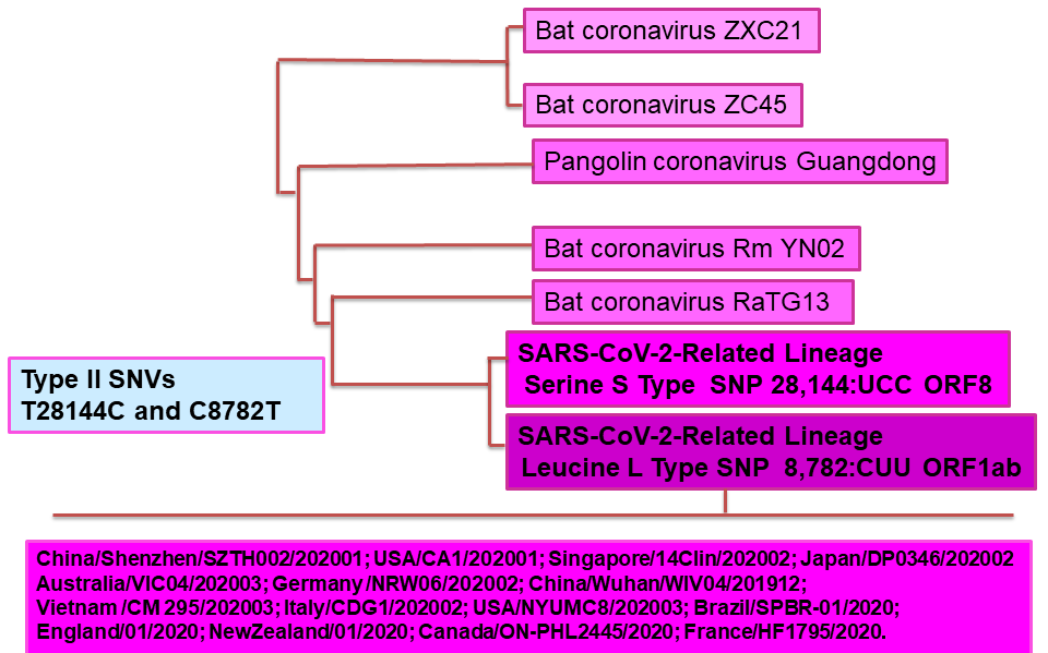 Figure 2B Partial Sarbecovirus Phylogenetic Tree with some of the closest SARS-CoV-2 Genomic Sequences