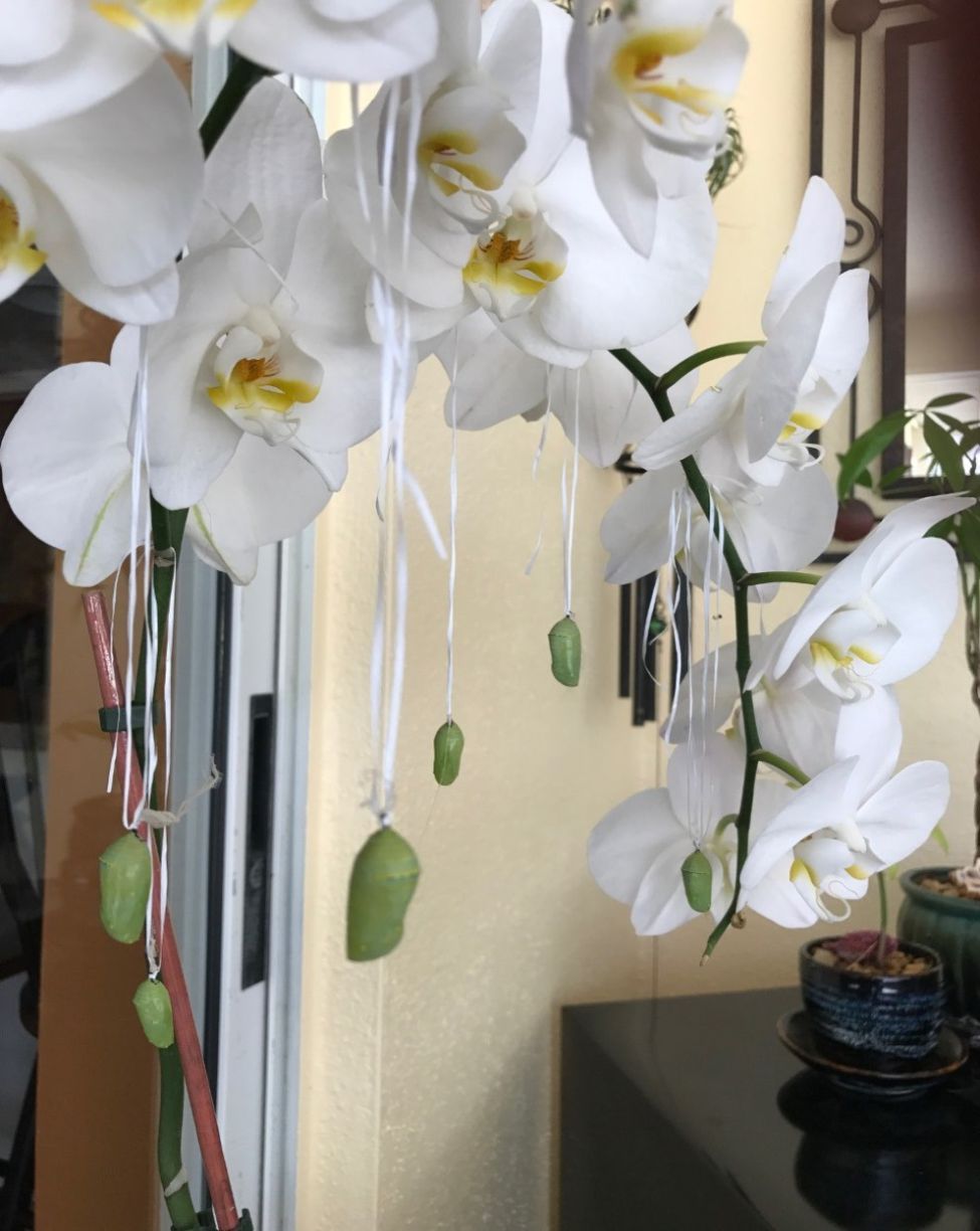 Figure 2B Monarch butterflies larvae reach the chrysalis stage after 11 - 18 days.  Chrysalis stage lasts between 8 - 14 days.