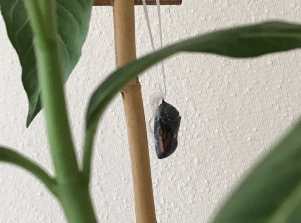Figure 2C After 7 days of pupation within the chrysalis shell, the wings and body of a Monarch butterfly become visible.