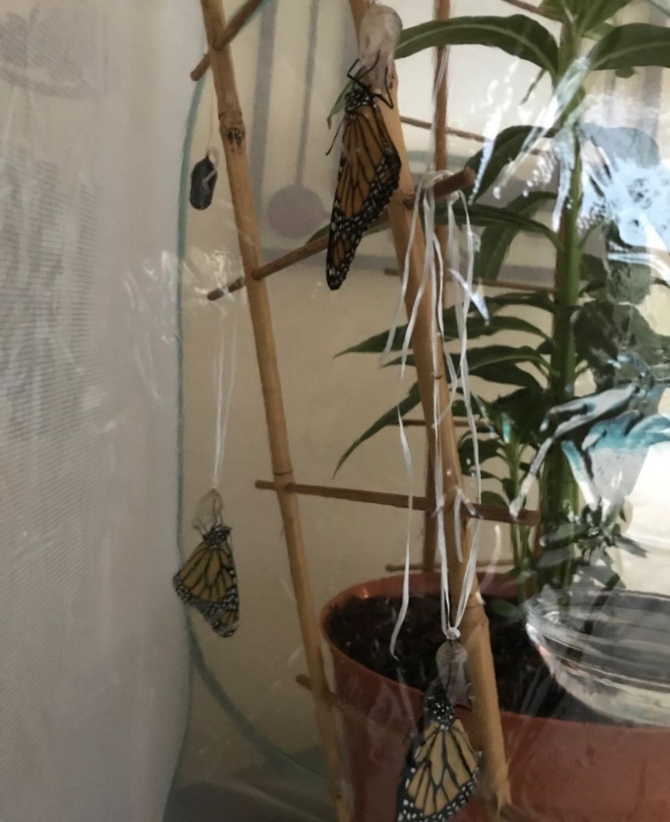 Figure 2E Approximately one hour after their emergence, Monarch butterflies keep extending their wings as they have access to the remaining fluids within the chrysalis shell.