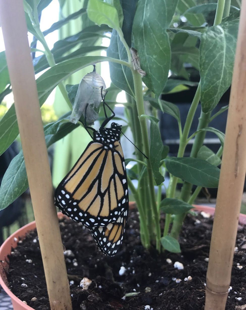 Figure 2F During the first hours after being fully released from the chrysalis shell, Monarch butterflies gather energy to commence flapping their wings.