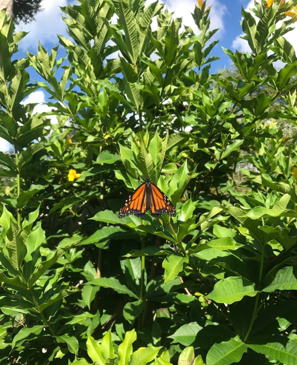 Figure 2H Protection against predation within suburban and urban areas has enabled the successful completion of Monarch butterflies' life cycle from eggs to healthy butterflies released back into the wild.