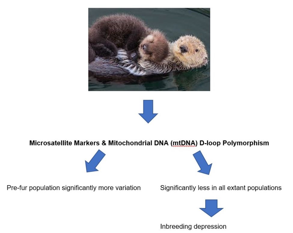 Figure 3 Potential inbreeding depression of Enhydra lutris induced by loss of genetic diversity impinged by fur trade during the 18th and 19th centuries.
