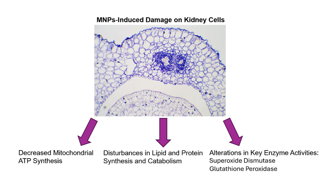 A diagram of a plant cell

AI-generated content may be incorrect.