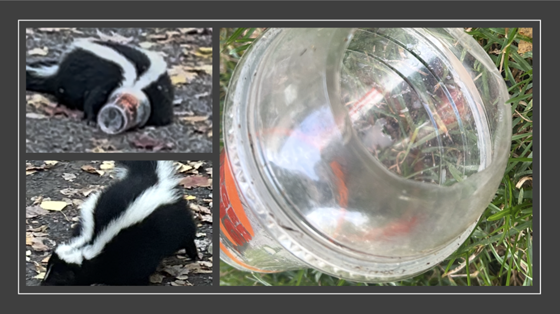 A collage of animals

AI-generated content may be incorrect.