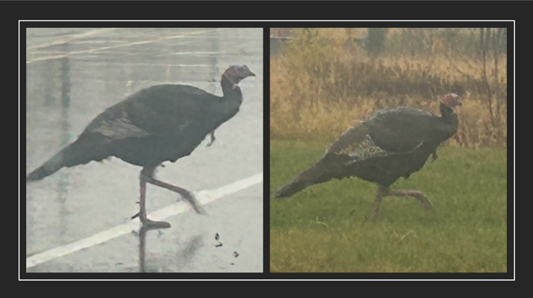 A turkey walking on grass

AI-generated content may be incorrect.