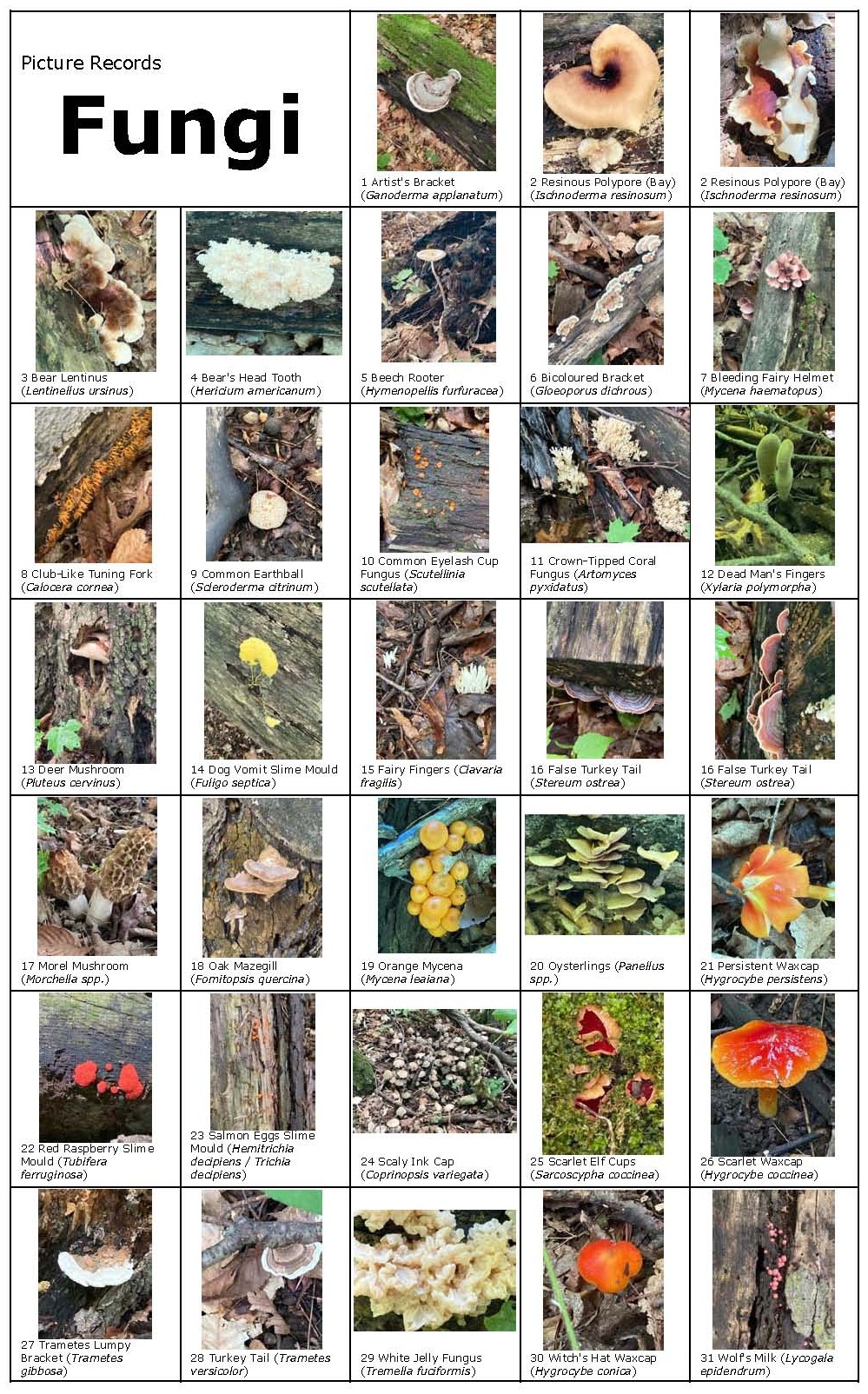 A close-up of a collage of mushrooms

AI-generated content may be incorrect.